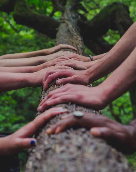 people's hands on a tree trunk