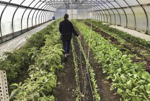 Person walking in between two rows of waist high growing plants in a greenhouse
