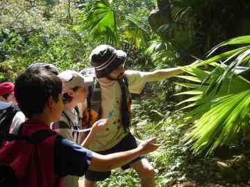 Planet and Climate Forests