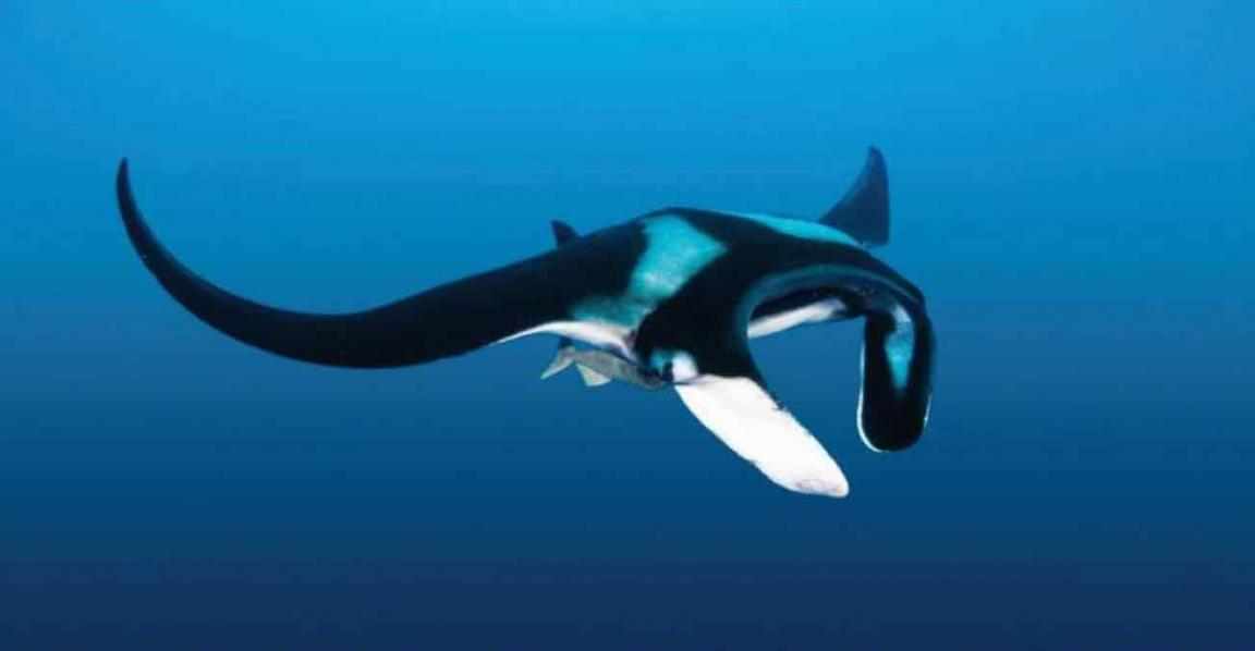 Wildlife ray