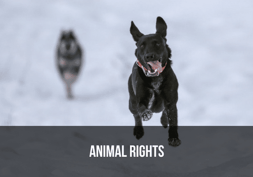 Animal Rights