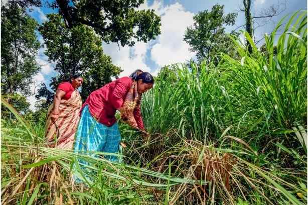 women harvesting the field