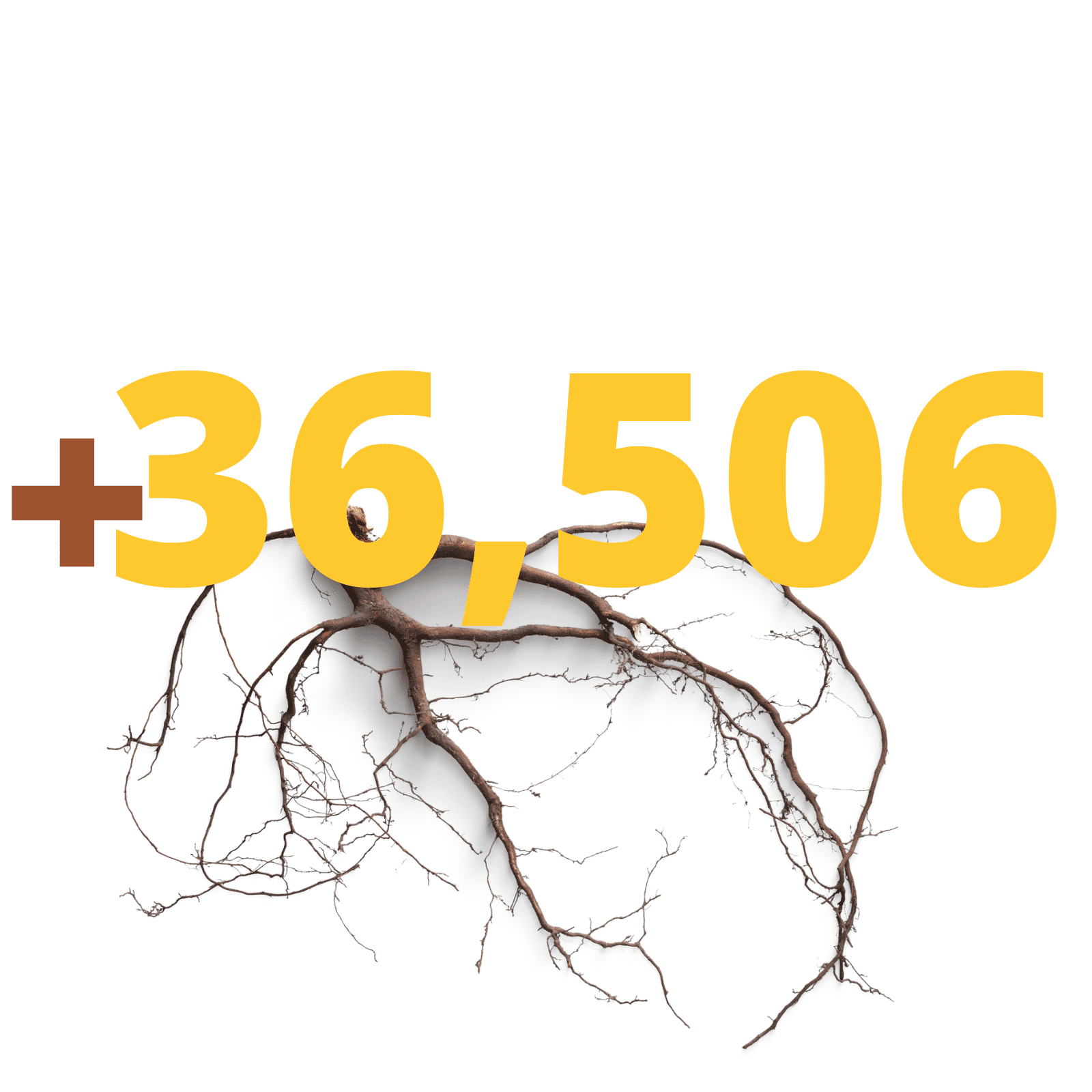 +36506