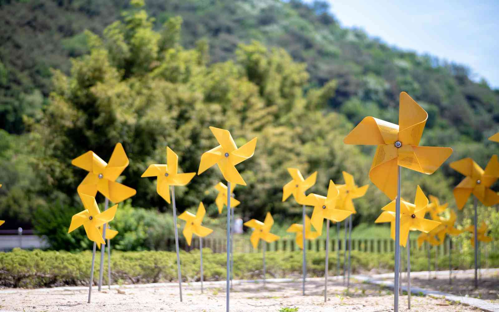 Yellow pinwheels in a field