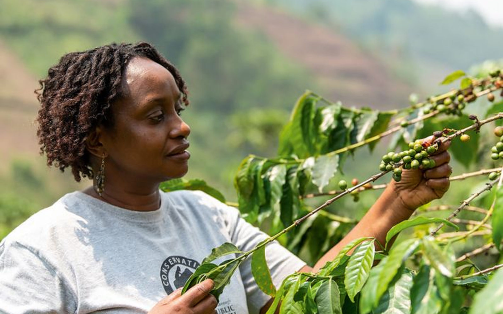 Dr. Gladys Kalema-Zikusoka picking ripe berries during a coffee safari at Bwindi.