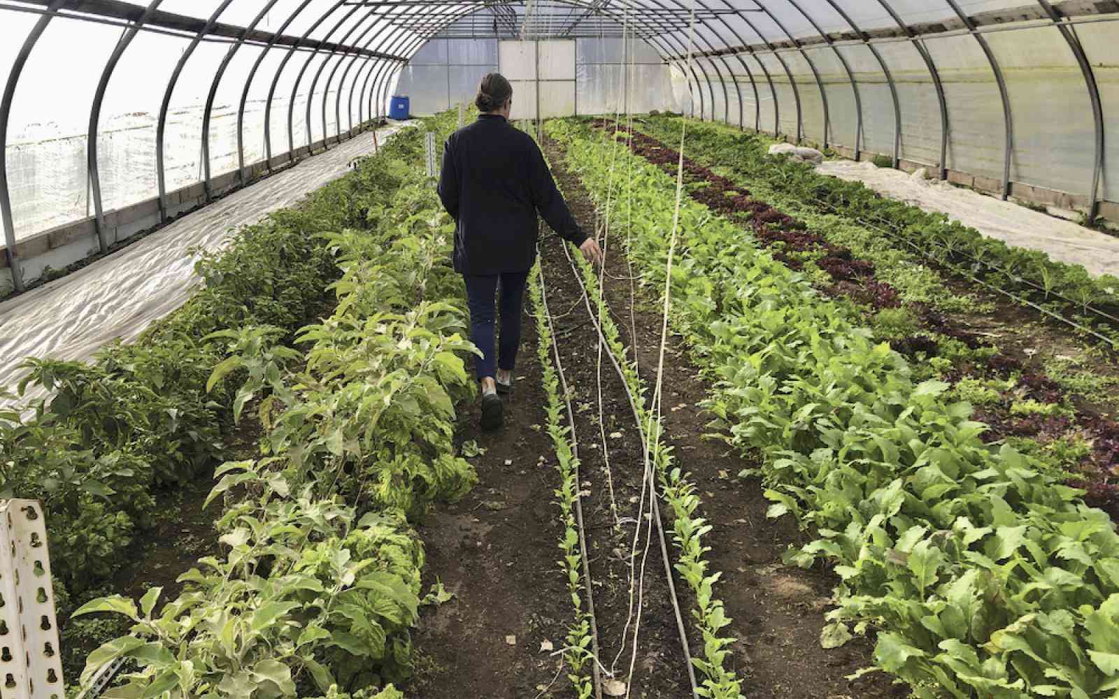Person walking in between two rows of waist high growing plants in a greenhouse