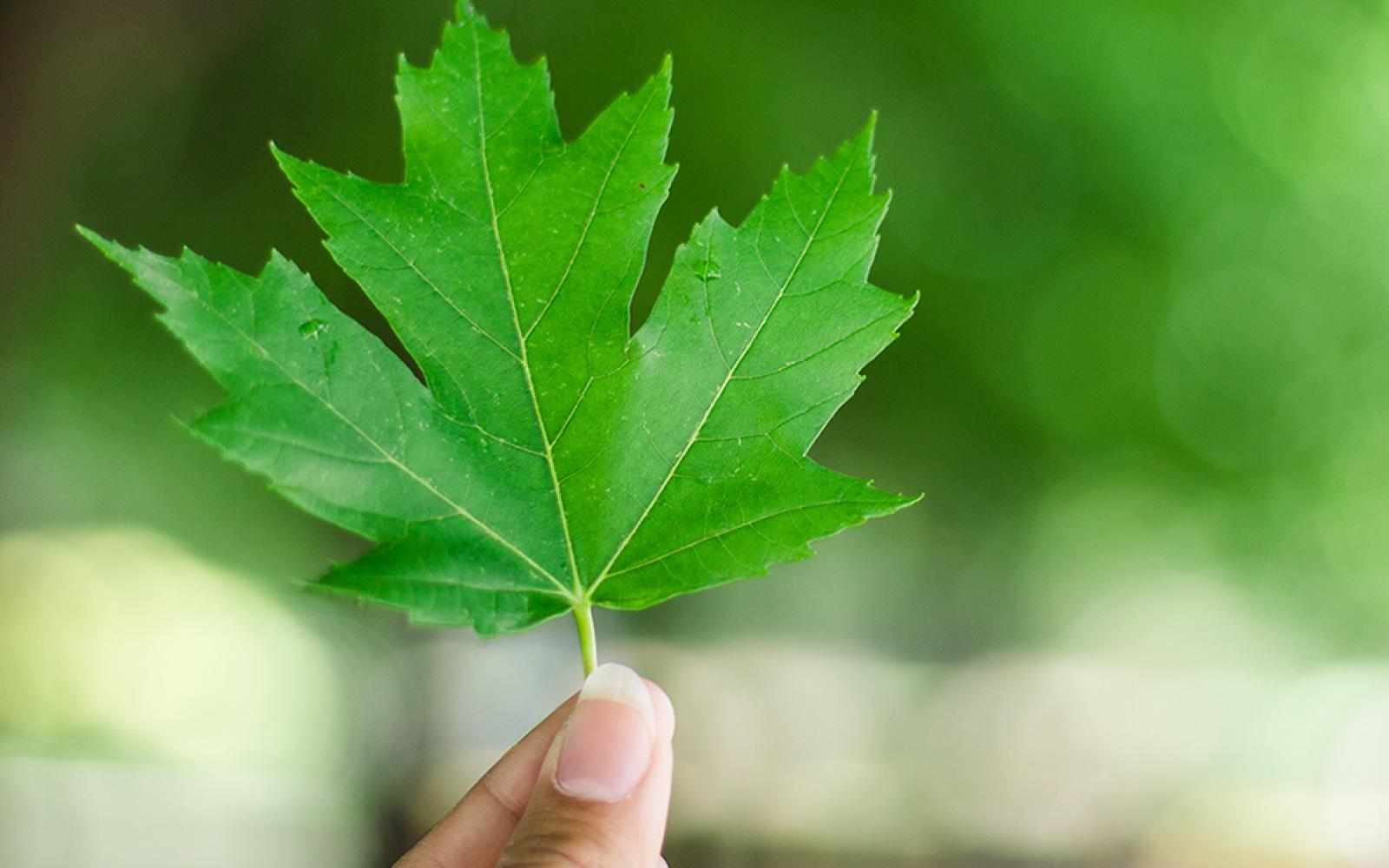 Ashoka Canada green leaf