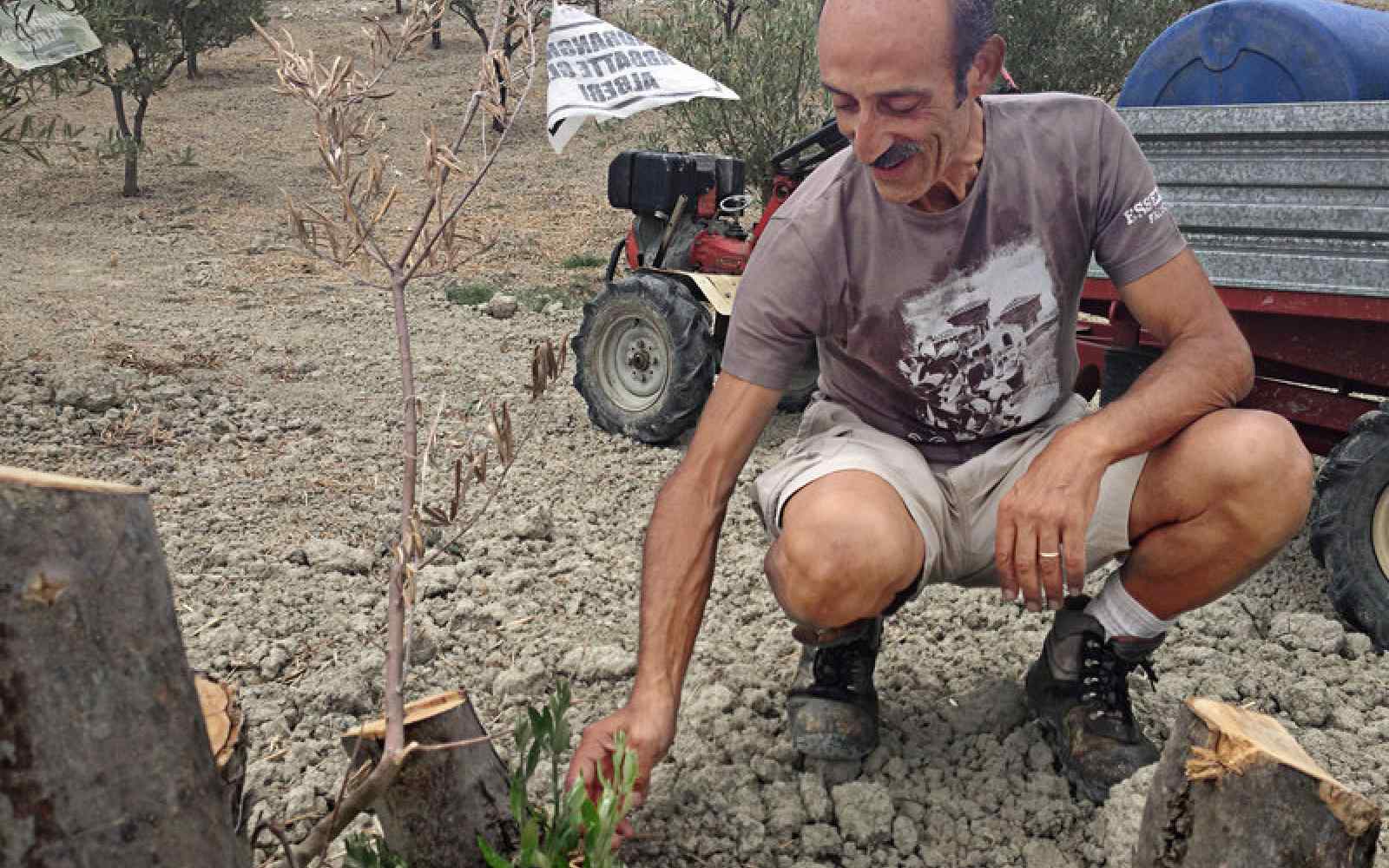 Farmer Daniele Pacicca