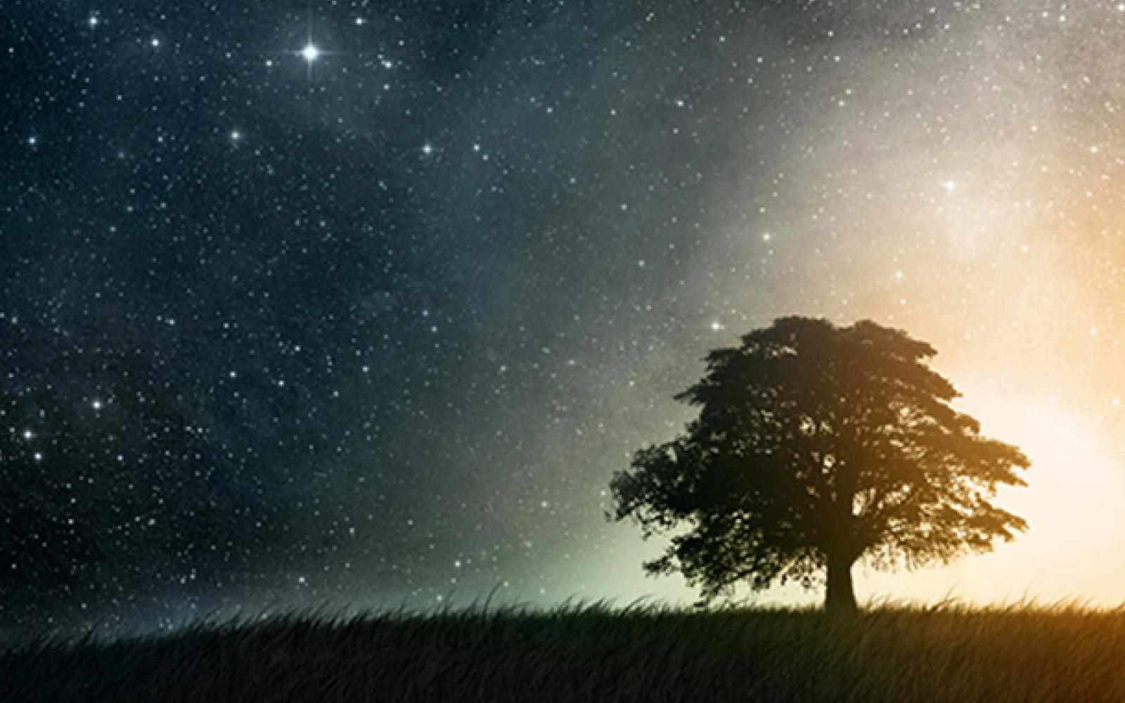 Ashoka Tree and a Skyful of Stars