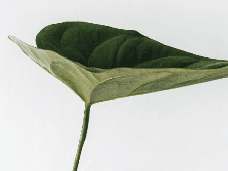 Planet & Climate report thumbnail image of leaf