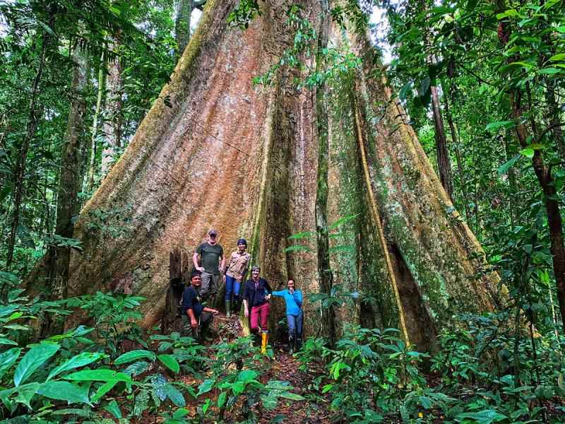 People standing in front of massive tree