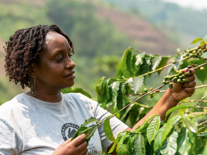 Dr. Gladys Kalema-Zikusoka picking ripe berries during a coffee safari at Bwindi.