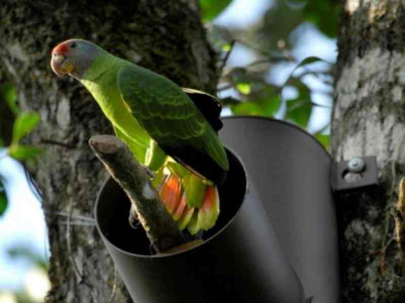 red-tailed_parrot.jpg