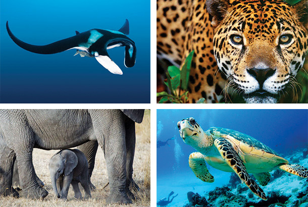 Wildlife Booklet